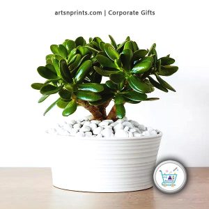 gift idea corporate plants